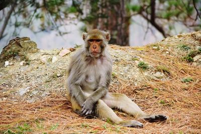 Lion sitting on land