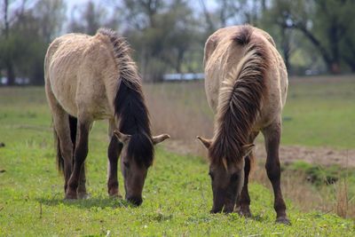 Horses grazing in a field