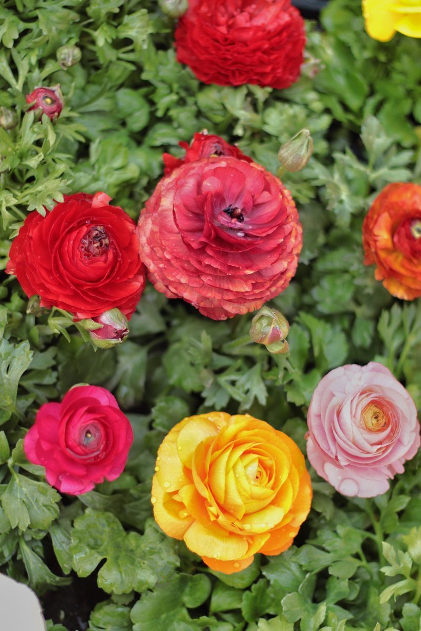 HIGH ANGLE VIEW OF ROSE BOUQUET ON PLANT