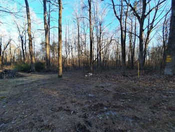 Bare trees on field in forest