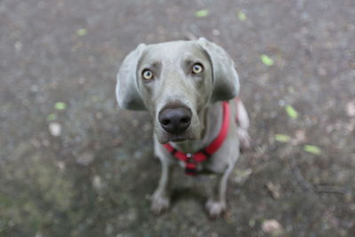 High angle portrait of dog