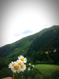 Close-up of daisy on mountain against sky