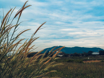 Crops growing on field against sky