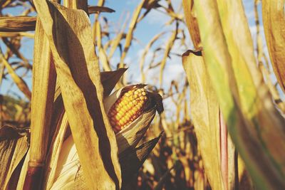 Close-up of corns growing in farm