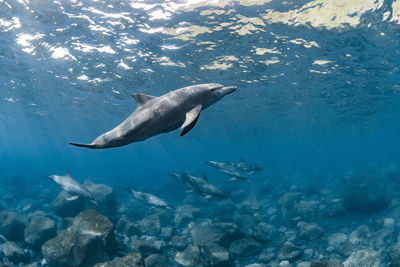 Close-up of fish swimming in sea