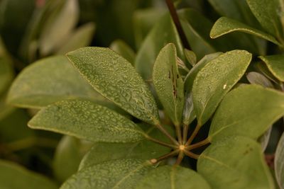 Full frame shot of plants during rainy season