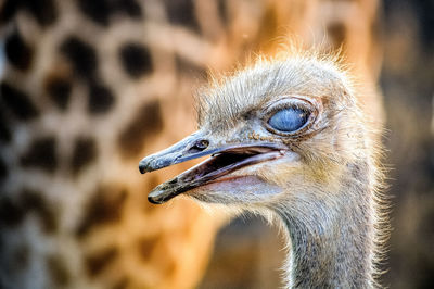 Ostrich look