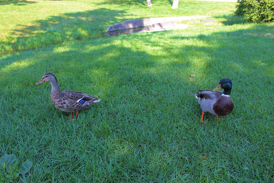 View of birds on field