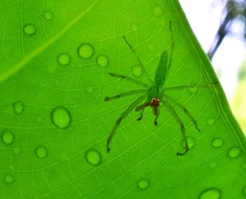 Close-up of insect on leaf
