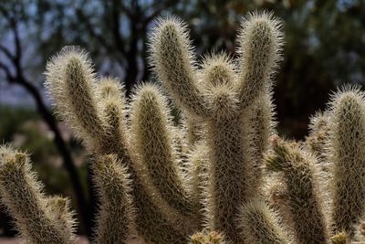 Close-up of cholla cactus by trees