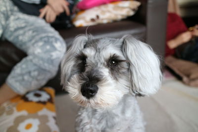 Portrait of dog at home