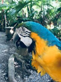 Close-up of parrot perching on tree