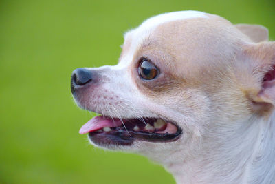 Close-up of puppy looking away