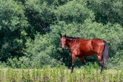 Horse standing on field against trees