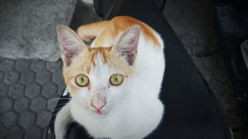 Close-up portrait of ginger cat