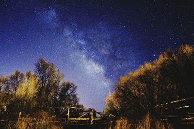 Low angle view of trees against sky at night