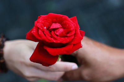 Close-up of red rose