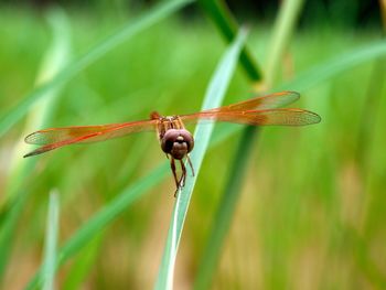 Close-up of dragonfly on grass