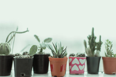 Close-up of potted plants