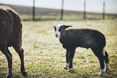 Sheep and lamb on grassy field