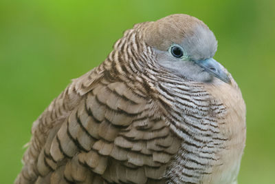 Close-up of eagle