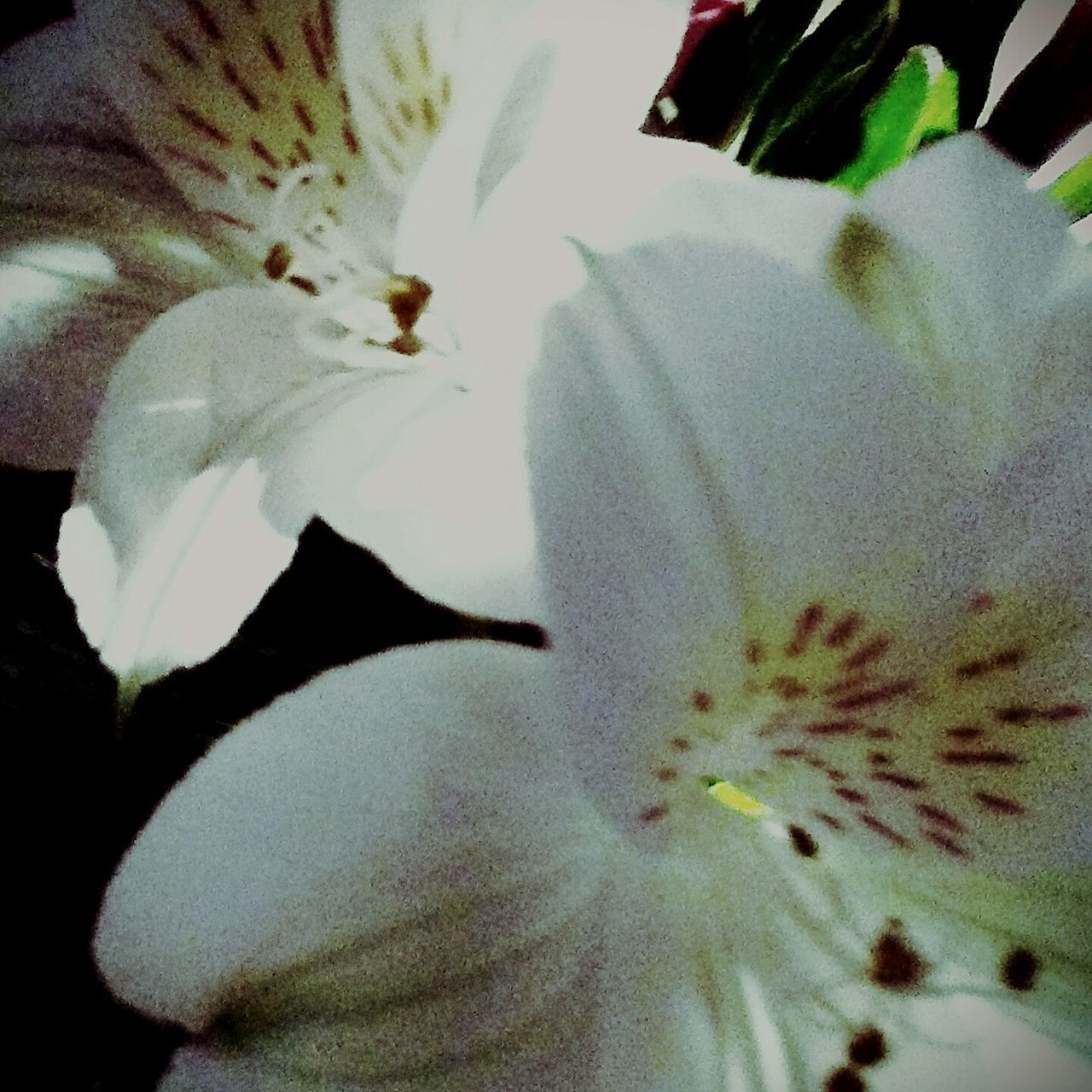 FULL FRAME SHOT OF WHITE LILY BLOOMING OUTDOORS