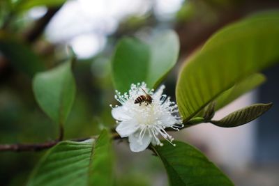 Close-up of white flowering plant