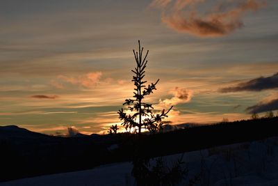 Silhouette tree against sky during sunset