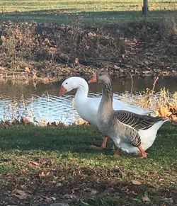 Swan on field by lake