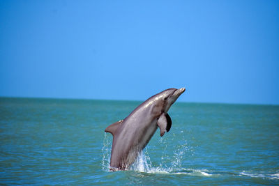 Dolphin in the sea