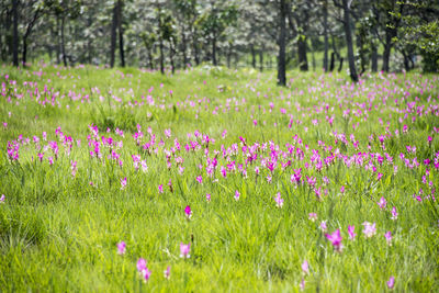 View of pink flowering plants on field