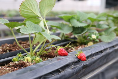 Close-up of strawberry growing on potted plant