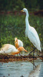 Birds perching on a lake