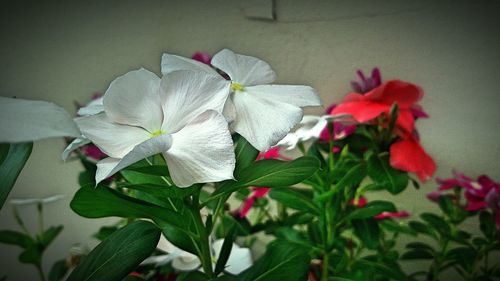 Close-up of pink flowers