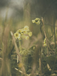 Close-up of yellow flowering plant on field