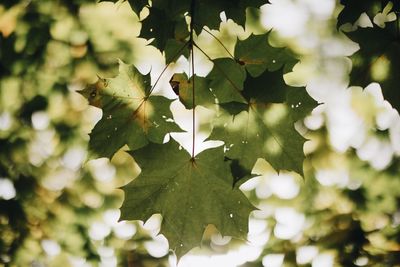 Close-up of green leaves on plant