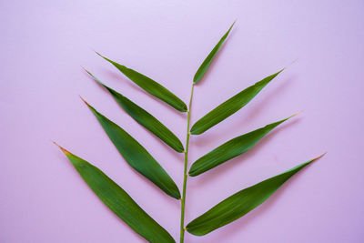 Close-up of leaves over white background