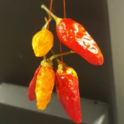 Close-up of red chili peppers on plant