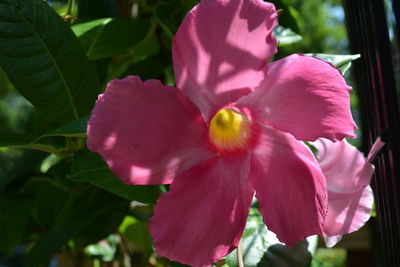 Close-up of pink flowering plant