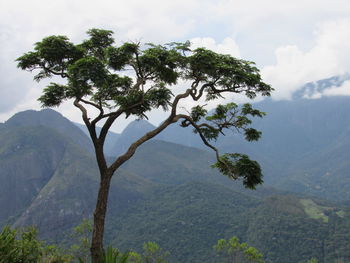 Tree by mountain against sky