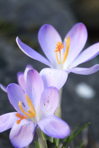 Close-up of purple crocus flower
