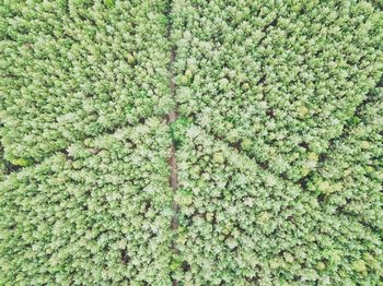 Full frame shot of trees growing on field