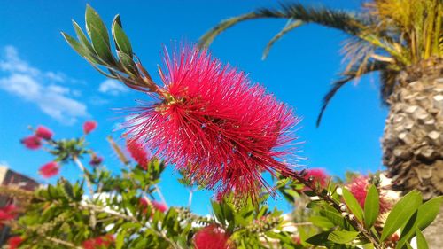 Low angle view of red flowering plant against blue sky