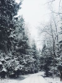 Snow covered trees in forest