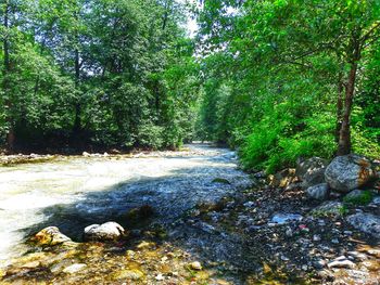 Stream flowing through forest