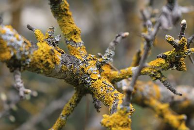 Close-up of yellow flower on branch