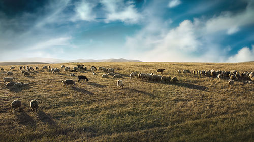 View of sheep on field against sky