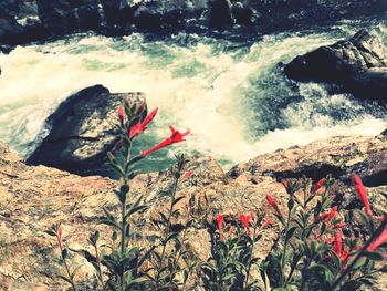 Scenic view of waterfall in forest