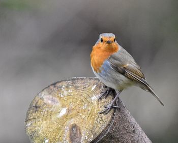 Close-up of bird perching on wooden log