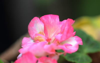 Close-up of pink rose flower